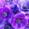 Purple Anemone Flower Diamond Painting