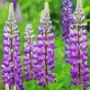 Purple Bigleaf Lupine Diamond Painting