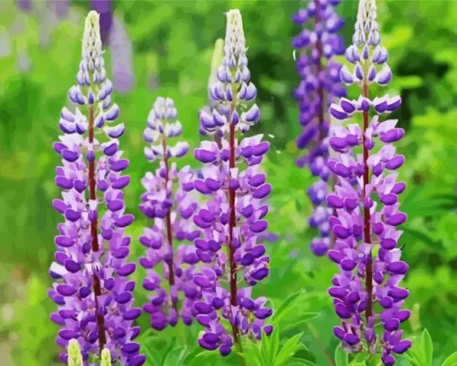 Purple Bigleaf Lupine Diamond Painting