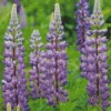 Purple Bigleaf Lupine Diamond Painting