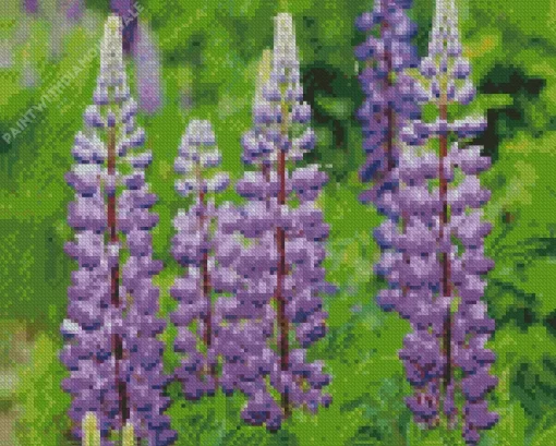 Purple Bigleaf Lupine Diamond Painting