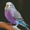 Purple Budgie Diamond Painting