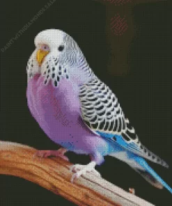 Purple Budgie Diamond Painting