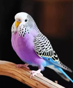 Purple Budgie Diamond Painting