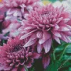 Purple Chrysanthemum Diamond Painting