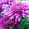 Purple Chrysanthemum Diamond Painting