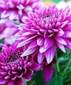 Purple Chrysanthemum Diamond Painting