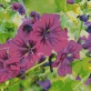 Purple Hollyhocks Flowers Diamond Painting