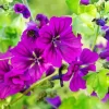 Purple Hollyhocks Flowers Diamond Painting