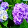 Purple Hydrangea Macrophylla Diamond Painting