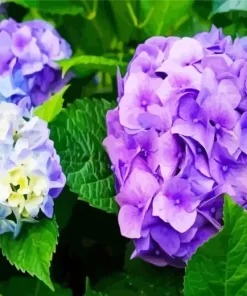 Purple Hydrangea Macrophylla Diamond Painting