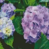 Purple Hydrangea Macrophylla Diamond Painting