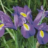 Purple Iris Flower Diamond Painting