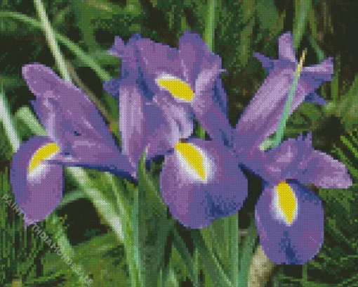 Purple Iris Flower Diamond Painting