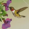 Purple Petunia And Hummingbird Diamond Painting