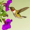 Purple Petunia And Hummingbird Diamond Painting