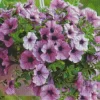 Purple Petunia Flowers Diamond Painting