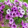 Purple Petunia Flowers Diamond Painting