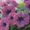 Purple Petunias Diamond Painting