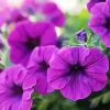 Purple Petunias Diamond Painting