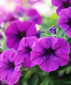 Purple Petunias Diamond Painting