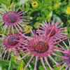 Purple African Daisy Spider Diamond Painting