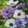 Purple And White Anemone Diamond Painting