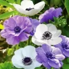 Purple And White Anemone Diamond Painting