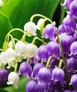 Purple And White Lily Of The Valley Diamond Painting