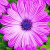 Purple Cape Daisies Diamond Painting