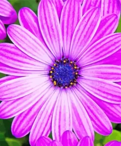 Purple Cape Daisies Diamond Painting