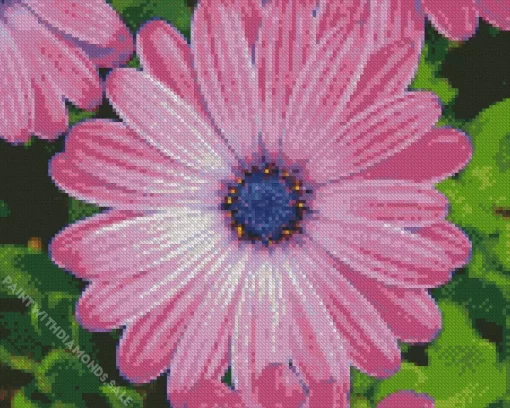 Purple Cape Daisies Diamond Painting