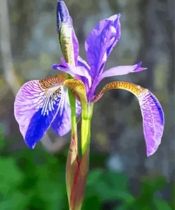 Purple Iris Diamond Painting