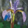 Purple Iris Diamond Painting