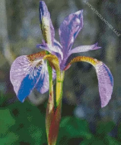 Purple Iris Diamond Painting