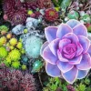 Purple Succulent With Flowers Diamond Painting