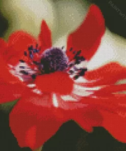 Red Anemone Diamond Painting