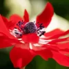 Red Anemone Diamond Painting