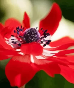 Red Anemone Diamond Painting