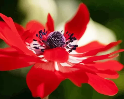 Red Anemone Diamond Painting