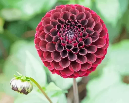 Red Ball Dahlias Flower Diamond Painting