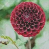 Red Ball Dahlias Flower Diamond Painting