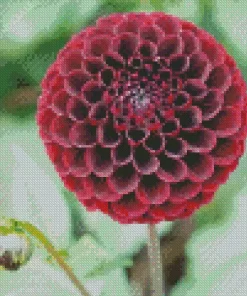 Red Ball Dahlias Flower Diamond Painting