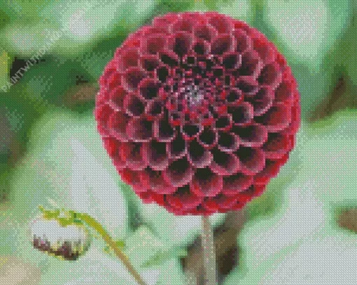 Red Ball Dahlias Flower Diamond Painting