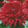 Red Chrysanthemum Diamond Painting