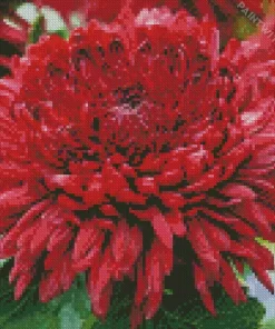 Red Chrysanthemum Diamond Painting