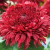 Red Chrysanthemum Diamond Painting