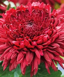 Red Chrysanthemum Diamond Painting