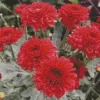 Red Chrysanthemum Flowers Diamond Painting