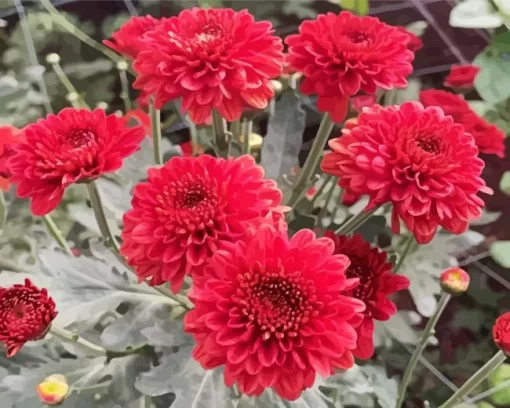 Red Chrysanthemum Flowers Diamond Painting